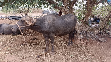 વેચવા ની