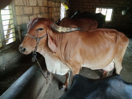 gay vesavani se