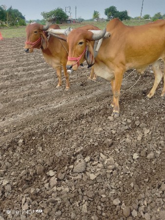 બળદ વેસવાના છે