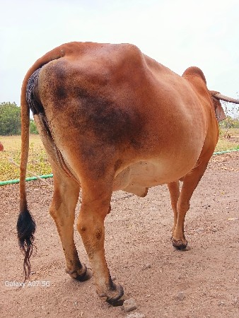 ગાય વેચવાની