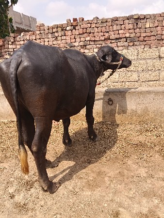 ખરેડી વેચવાની છે
 ટોટલ જવાબદારી