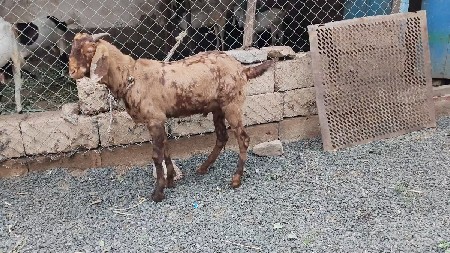 બકરૉ દૅવાનૉસૅ