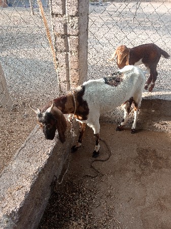 bakri devani chhe