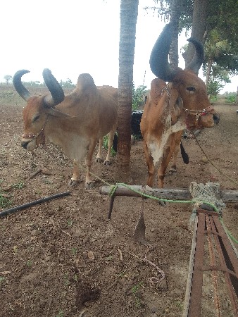 ઝ