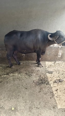 2 ભેંસ વેચવાની છે