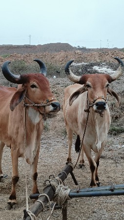 ગોધલા વેચવા ના છે