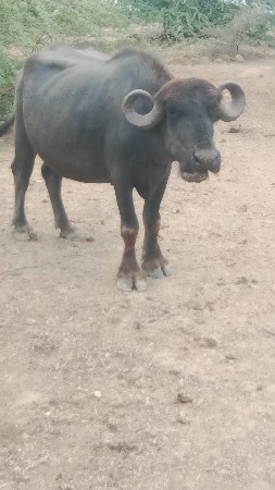 પેલું વેતર ખડેલી વેચવાની છે