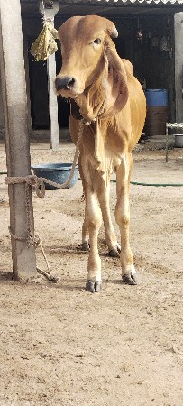 ગીર