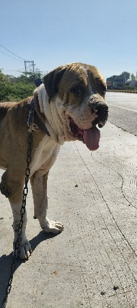 PAKISTANI BULLY
