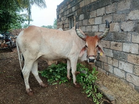 સાટાકરવાનાછે