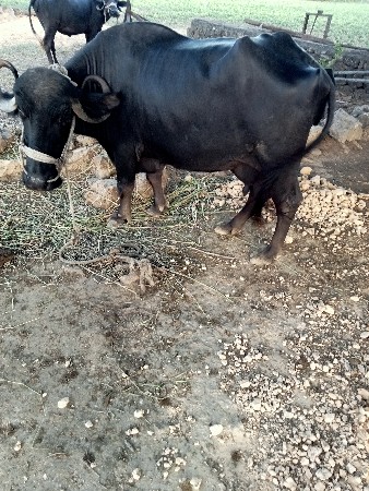 વેચવાની