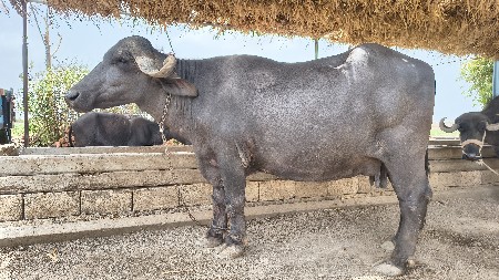 ભેંસ વેચવાની છે.