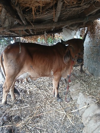 ગાય વેસવાની છે