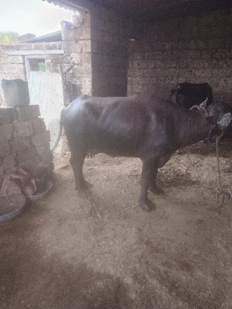 ભેસ વેચવાની છે