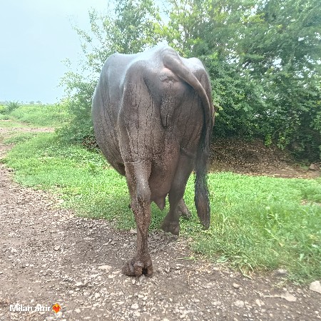 ભેંશ વેચવા ની છે