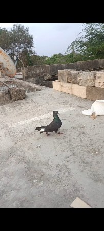 કબૂતર દેવાના સે