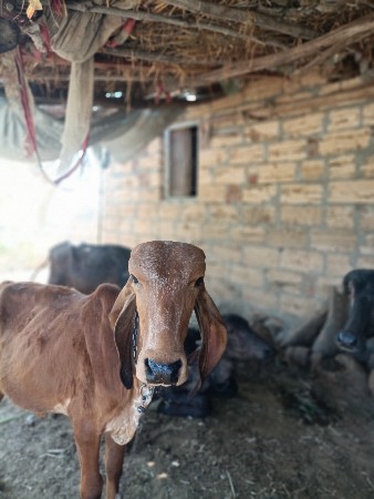 ગીર વાસડી