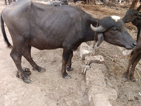 3 પાડા
1ખડેલુ