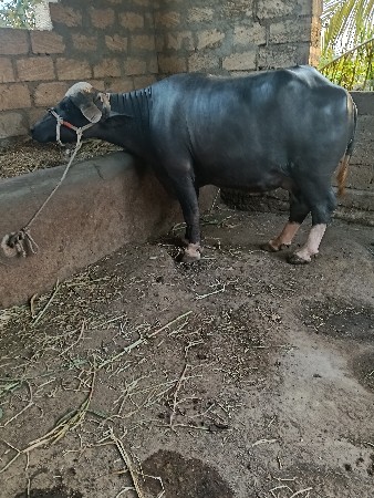 ભેસ