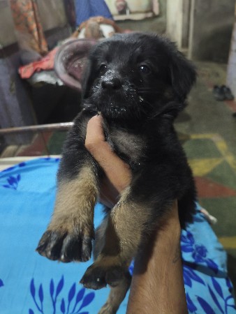 jarman shefard dubble cote pupp