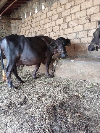 બીજુ વેતર વિયાહે