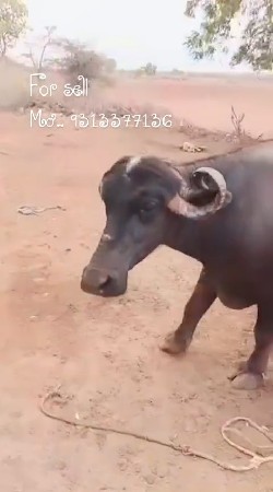 આ ભેંશ વેચવા ની છે