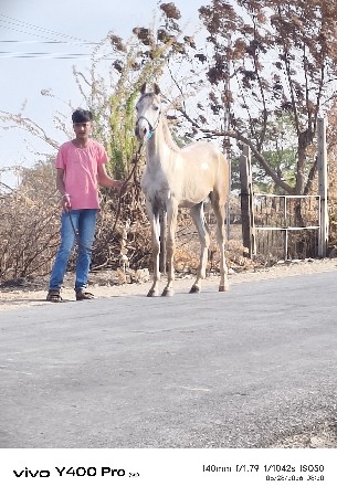 વછેરી