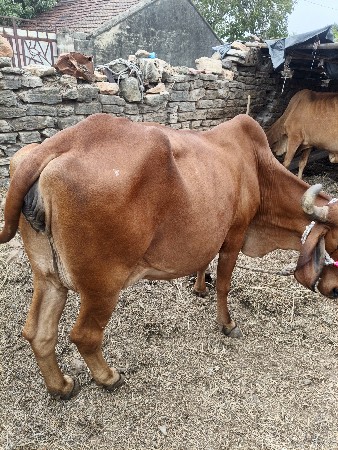 ત્રીજુ વેતર