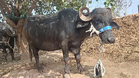 ૩ વેતર