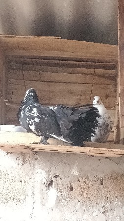 મોરપીંછ કબૂતર ની જોડી દેવાની સે