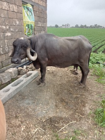 3 જુ વેતર વ્યાસે