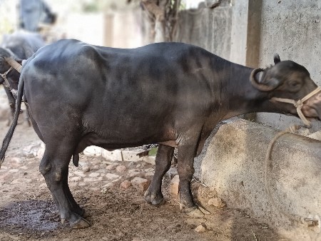 8 મહીનો હાલેછે છે
