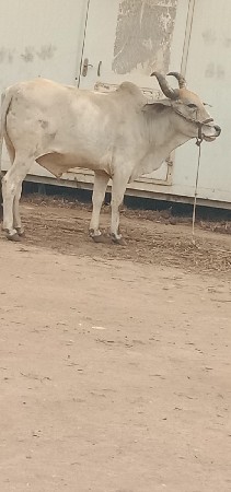 શિવ શહેર