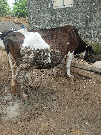 એસ એફ ગાય વેચવાની છે