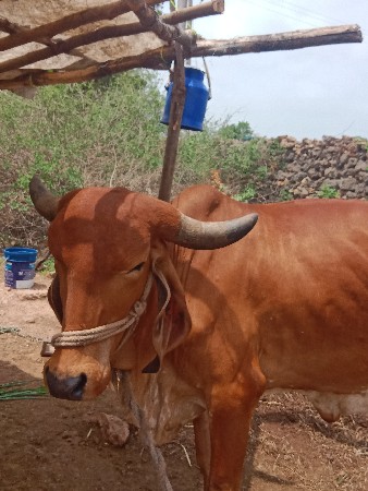 ગાય વેચવાની છે