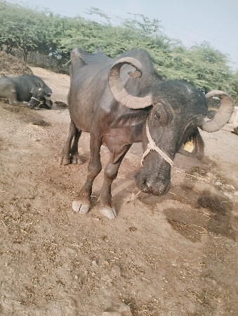 ભેંસ વેચવાની છે