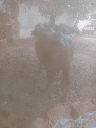 વેચવાની છે