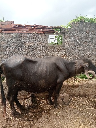 આ ભેંસ વેચવાની છે