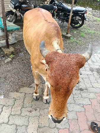 ગાય વેચવાનીછે