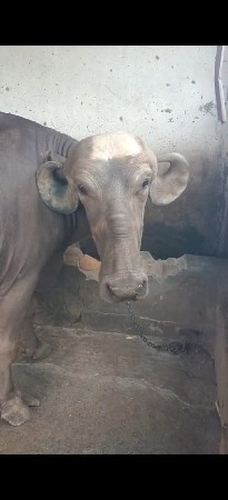 ત્રીજુ વેતર ભેંસ છે બે મહિના ની વાર