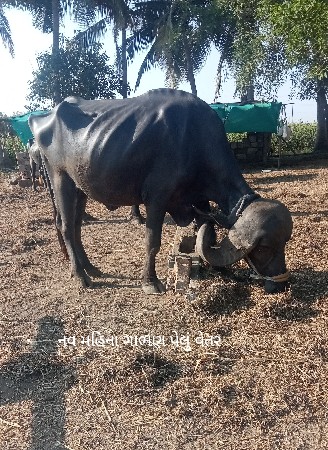 બે ખડેલીયુ વેચવાની છે