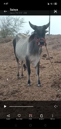 ગાડામાં કાપલી