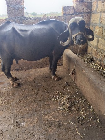 ભેંશ વેશવા ની છે