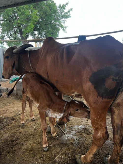 દેશી ગીર ગાય વેચવાની છે