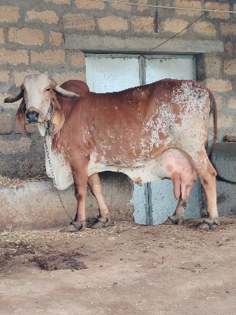 બે ગીર ગાય વેચવાની છે