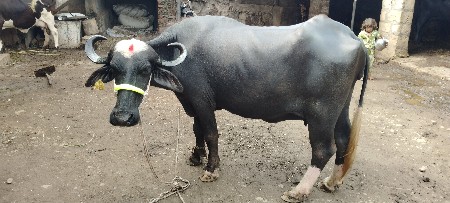 ભેંસ વેચવાની છે.