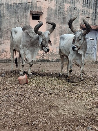 ફુલ જવાબદારી દેવાના