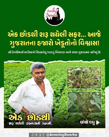 અડદ બિયારણ