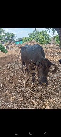 આ ભેંસ વેચવાની છે