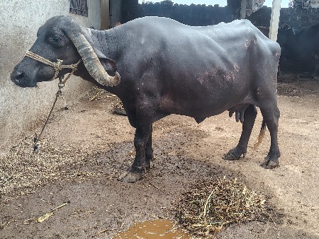 ભેંસ વેતર ૨